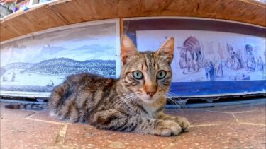 古本屋街で出会った猫をナデナデすると裏へ誘導された【感動猫動画】