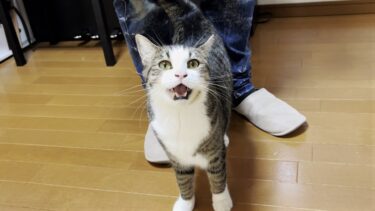 甘やかされて育った我儘な猫の鳴き声【ひのき猫】