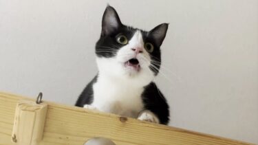 猫の鳴き声を撮影する息子の後ろで自慢話に花を咲かせるお母さん【ひのき猫】