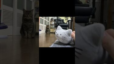 凶暴猫の前で猫のぬいぐるみを可愛がった結果…【てん動画】