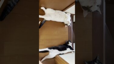 寝相が親子すぎる猫【ひのき猫】