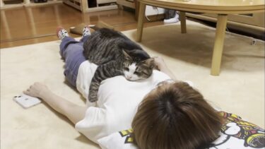 昼寝するお母さんの胸の上でモノレールになる猫【ひのき猫】