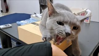 箱を占領する狂暴猫をツンツンすると襲われちゃうよ【kokesukepapa】