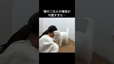 猫のごはんの催促が可愛すぎた… #shorts【ポムさんとしまちゃん / ねこべや】