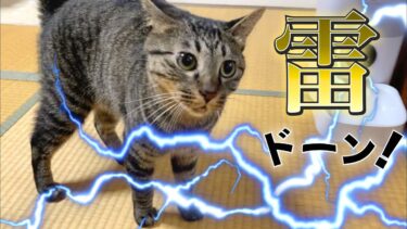 近くで雷が落ちてビビりまくる猫がこちら…【てん動画】