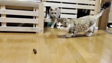 トイレから出た状況で目の前にかりん糖を置かれた猫の反応は【ひのき猫】