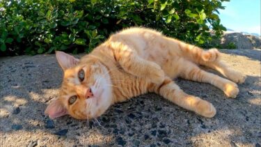 防波堤の上で寝ていた猫の近くに行くと起きてモフられにきた【感動猫動画】
