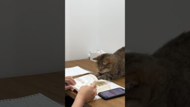 勉強の邪魔Lv100 #shorts【ポムさんとしまちゃん / ねこべや】
