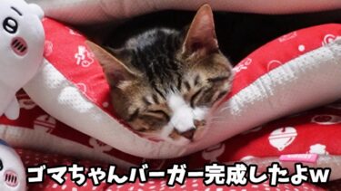 ゴマちゃんがハンバーガーに!?座布団使いが上手すぎる猫【リキちゃんねる　猫動画】 キジトラ 猫のいる暮らし