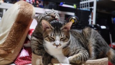『親分！お背中流しますニャ！』大物感が半端ない弟猫ゴマちゃんと下っ端感あふれるお兄ちゃん猫ガーちゃんお世話焼きな猫の毛づくろい【リキちゃんねる　猫動画】 キジトラ 猫のいる暮らし