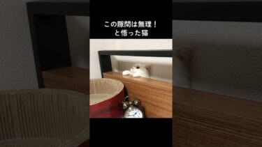 この隙間は無理と悟った猫　#shorts【ポムさんとしまちゃん / ねこべや】