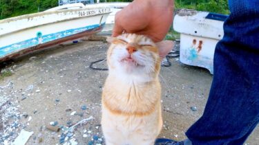 漁港の船の墓場にいた茶トラ猫を撫でるとゴロゴロ喜んで擦り寄ってきた【感動猫動画】