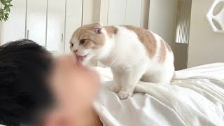 飼い主が起きるまでひたすら顔を舐め続けてくる子猫がかわいすぎたw【もちまる日記】