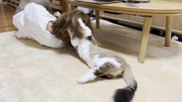 お母さんの愛情表現のリピーターになる猫【ひのき猫】