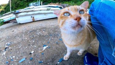 漁港にいた茶トラ猫ちゃん、ナデナデされてゴロゴロ喜ぶ【感動猫動画】