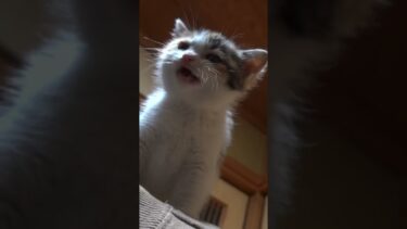 肩に登って泣きべそかいちゃう子猫が尊い…！ #shorts【ぽてとチャンネル】