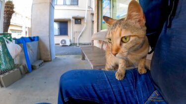 島の役場のベンチが猫がいて楽しい【感動猫動画】