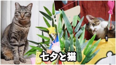 七夕と猫☆ゴマちゃんにとってはなんでもおもちゃ☆可愛い猫パンチ【リキちゃんねる　猫動画】 キジトラ 猫のいる暮らし
