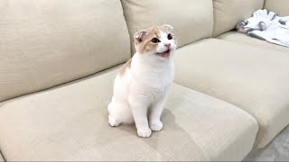 生まれて初めての子猫のクラッキングが下手くそでかわいすぎたw【もちまる日記】