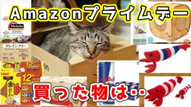 【まだ間に合う！】Amazonプライムデーセールで購入したものを紹介☆猫砂・ごはん・おもちゃ色々安い！【ペット用品・猫用品・キャットフード・飼い主の物】