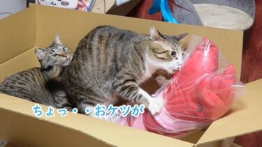 自分より大きくても連れ去ろうとするチャレンジャーな猫ゴマちゃん☆あげる前から好き勝手におもちゃで遊ぶ猫たち【リキちゃんねる　猫動画】 キジトラ 猫のいる暮らし