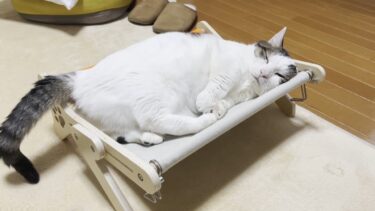 新作の猫ハンモックが超お気に入りになった猫【ひのき猫】