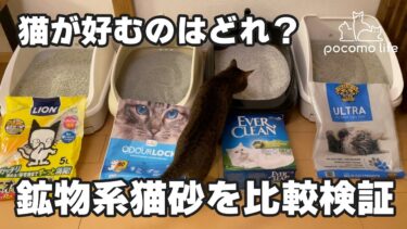 鉱物系の猫砂を比較検証！猫と一緒に選ぶおすすめ猫砂選手権「第２回」【ぽてとチャンネル】