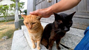 小雨が降ってきたので神社で猫と雨宿りしてきた【感動猫動画】