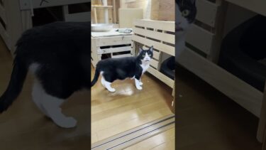 かわいいニャーの後の鼻ピーピー【ひのき猫】