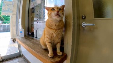 フェリー切符売り場の受付猫【感動猫動画】