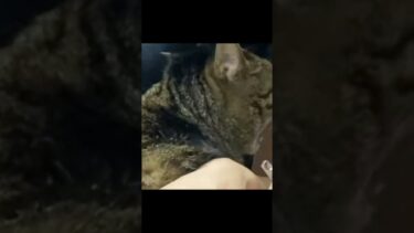 嫁と一緒に凶暴猫の爪を切ろうとした結果…【てん動画】