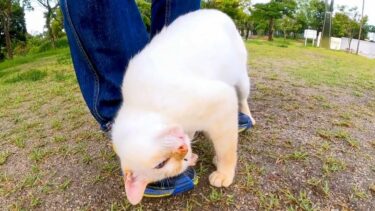 雨上がりの公園に行くと白猫ちゃんがモフられにきた【感動猫動画】