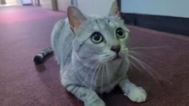 【猫旅館】客室の廊下にいた猫ちゃん、撫でられて喜ぶそしてやっぱり怒る【感動猫動画】