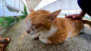 フェリー乗り場のタラップに落ちてる猫を撫でる【感動猫動画】