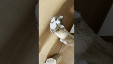 これは「おはよう」って聞こえる？「ごはん」って聞こえる？【ひのき猫】