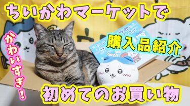 【ちい活】ちいかわマーケットで初購入☆喜びがない～ハチワレぬいぐるみと半額のちいかわ水族館行ってきちゃいましたプリントクッキーを紹介　【猫のいる暮らし】