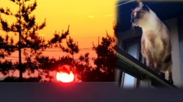 夕陽が沈んでいくところを最後迄見届けて妹の所へ飛んで行くシャム猫🌆【CuteWoo】