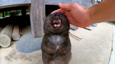 夕方の神社でよく喋る猫に会った【感動猫動画】