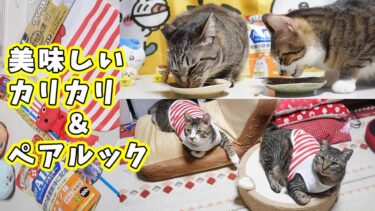 食べるだけ食べたらいらんいらんする身勝手食いしん坊猫ガーちゃん☆兄弟可愛くペアルック☆ドンキ購入品【リキちゃんねる　猫動画】 キジトラ 猫のいる暮らし
