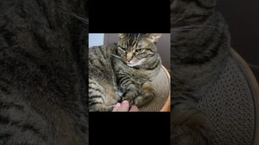 凶暴猫のおててを触った結果…【てん動画】
