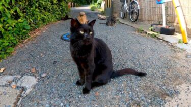 猫島では日陰になる狭い路地に猫がたくさん落ちている【感動猫動画】