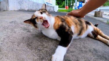 漁港の三毛猫ちゃんがかわい過ぎる【感動猫動画】