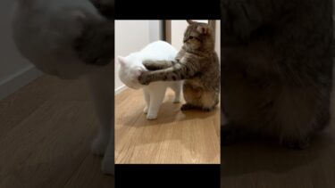 圧倒的理不尽！#shorts【ポムさんとしまちゃん / ねこべや】