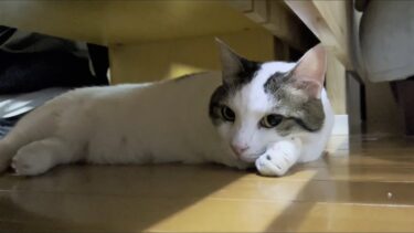 お父さんが出掛けたことを知らず寂しそうにする豆大福【ひのき猫】