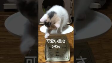 子猫の体重をキッチンスケールで計ってみたら可愛すぎました！545g #shorts #子猫【ぽてとチャンネル】