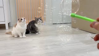 部屋の中でシャボン玉を吹いてみたら猫たちが大はしゃぎでこうなりましたw【もちまる日記】