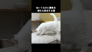 ぬいぐるみに勝負を挑むも敗北する猫　#猫 #shorts【ポムさんとしまちゃん / ねこべや】