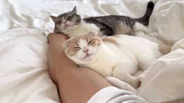 お昼寝してたら猫たちが腕枕してこうなってました…笑【もちまる日記】