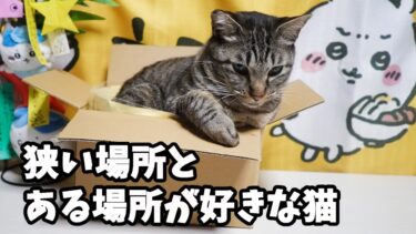 体の大きな猫ガーちゃんの好きな場所はめっちゃ小さな箱と・・・☆弟猫が好きすぎるお兄ちゃん猫【リキちゃんねる　猫動画】 キジトラ 猫のいる暮らし