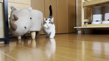 豆大福のおちりは可愛かった【ひのき猫】